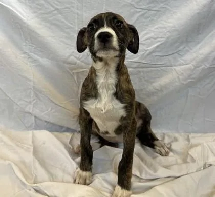 A young small-sized female Mixed Breed dog named Amya for adoption in Dallas, TX