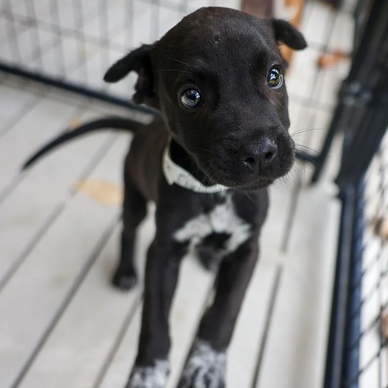A baby medium-sized male Gray / Blue / Silver Pit Bull Terrier dog named FireFly for adoption in Bradenton, FL