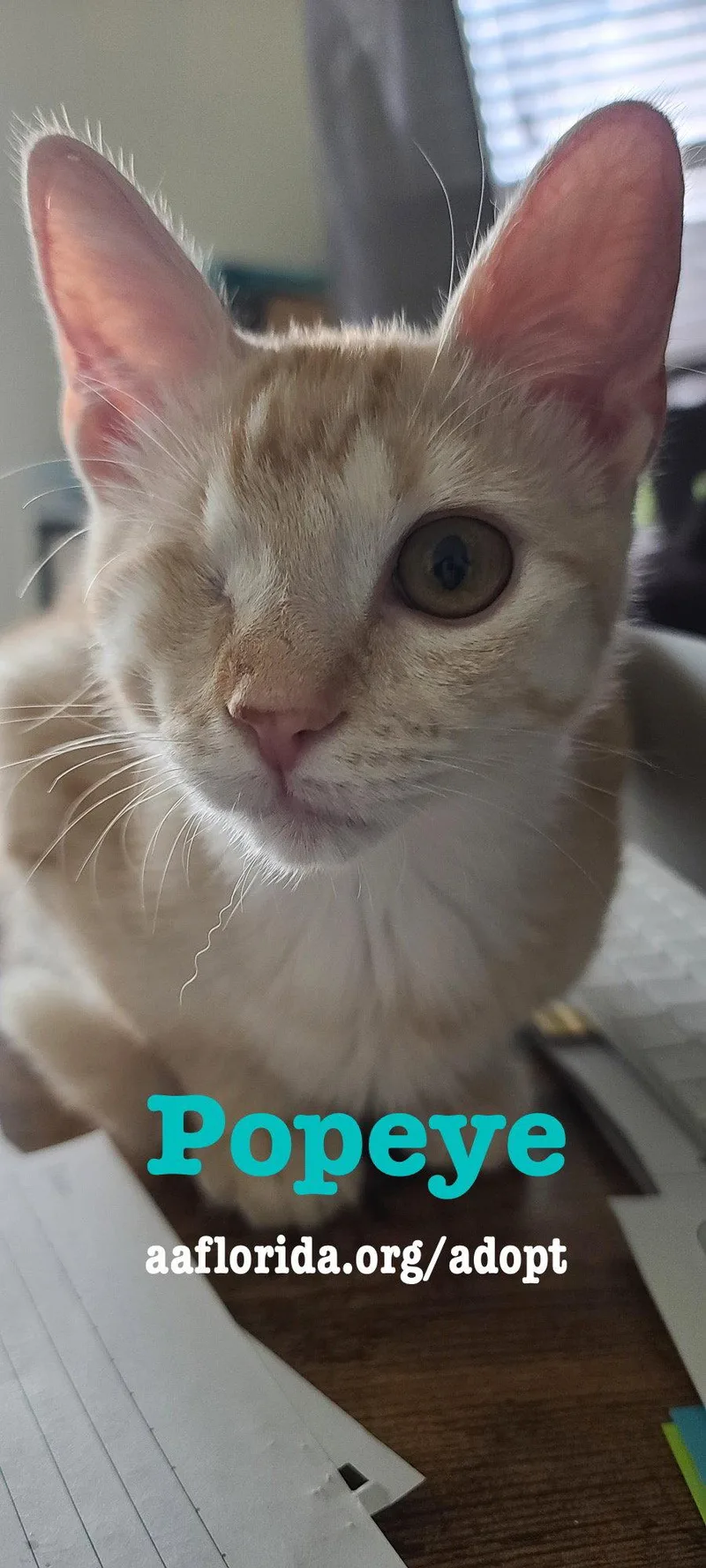 A young medium-sized male Tabby (Orange / Red) Tabby cat named Popeye for adoption in Pensacola, FL