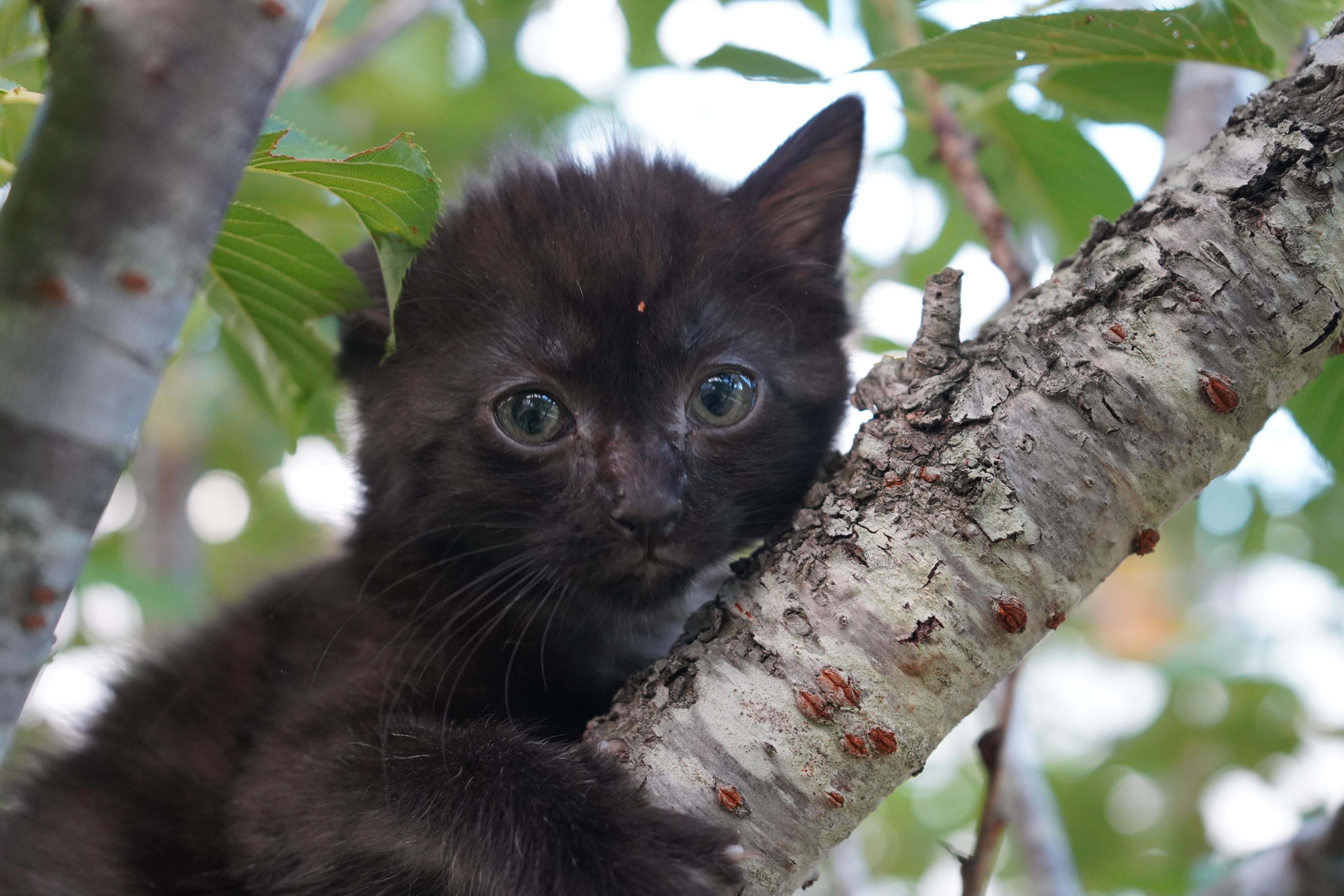 A baby medium-sized female Domestic Short Hair cat named Nesta for adoption in Suffolk, VA