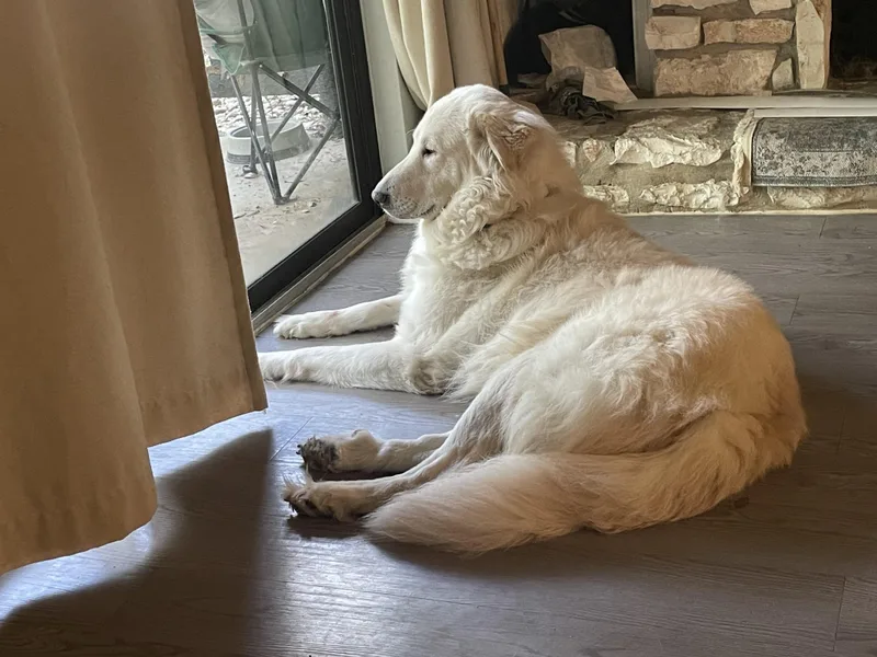 An adult large-sized male Great Pyrenees dog named Thor SAT for adoption in Quinlan, TX