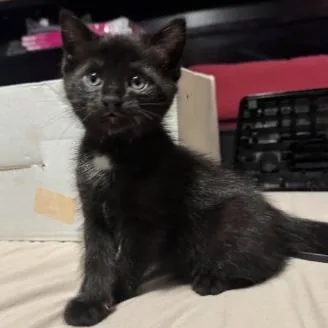 A baby small-sized male Black Domestic Short Hair cat named Oopsie for adoption in Fayetteville, GA