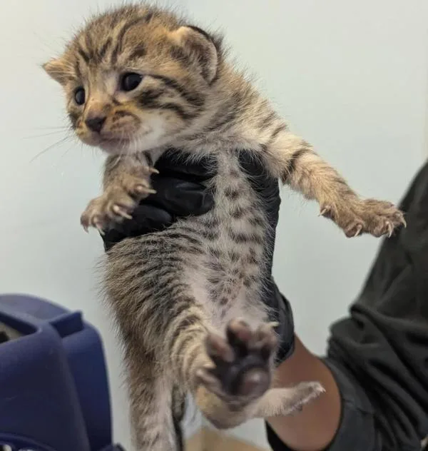 A baby small-sized female Domestic Short Hair cat named Pepper Potts for adoption in Escondido, CA