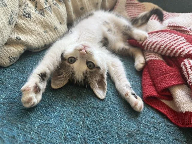 A baby small-sized male Domestic Short Hair cat named Pedro for adoption in Santa Cruz, CA
