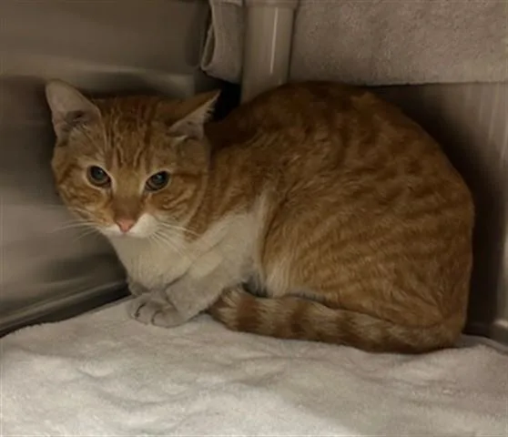 An adult medium-sized male Domestic Short Hair cat named Kirkland for adoption in Derwood, MD