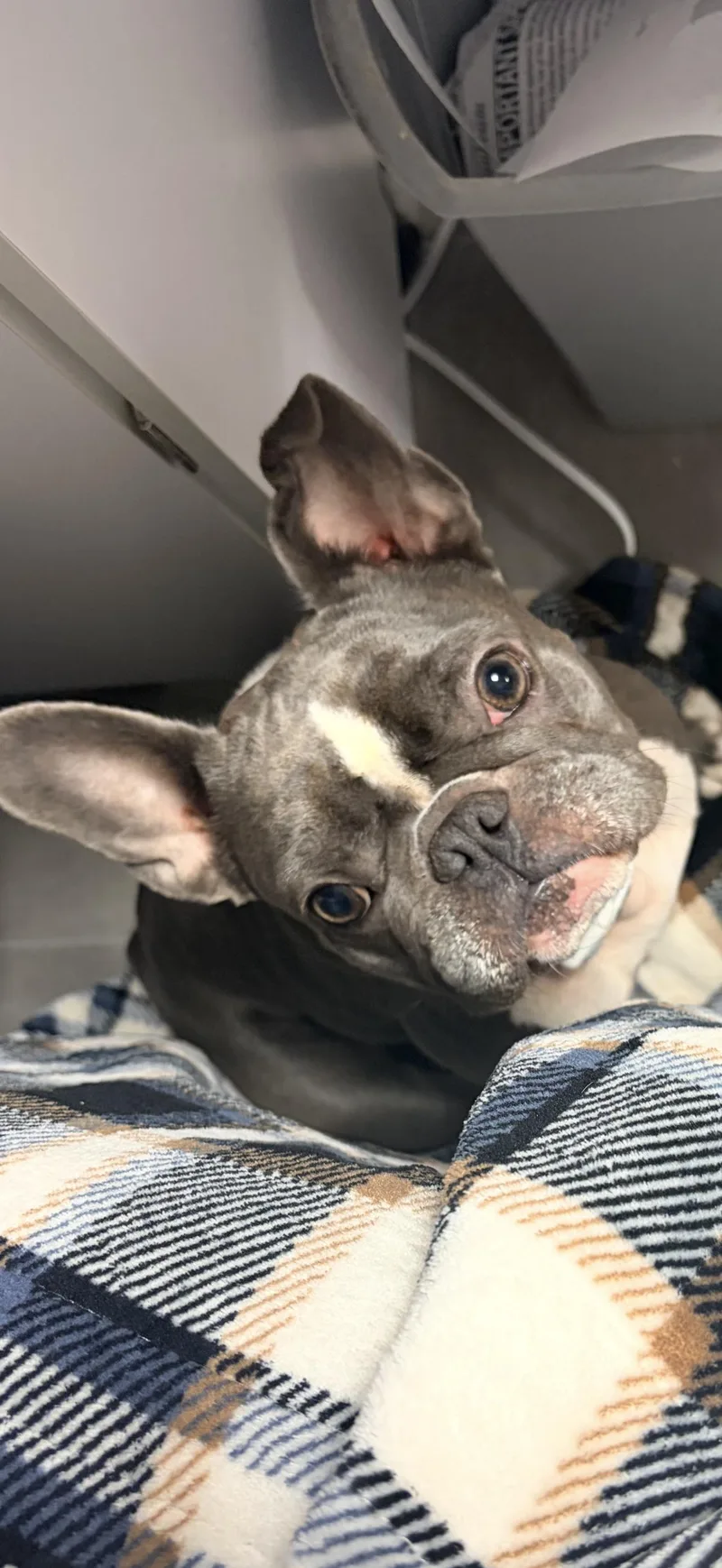 An adult small-sized female French Bulldog dog named Juno for adoption in Halethorpe, MD