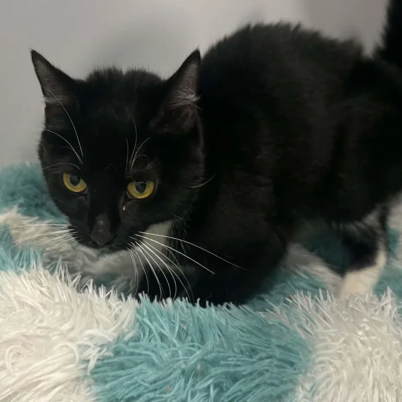 A young small-sized female American Shorthair cat named Whiskers for adoption in Danbury, CT