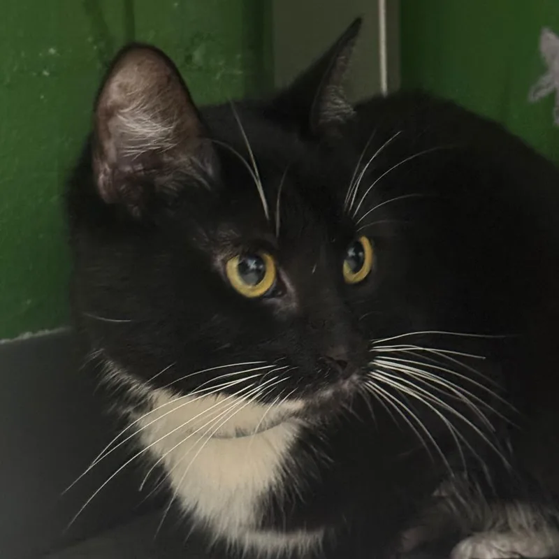 Whiskers thumbnail 2