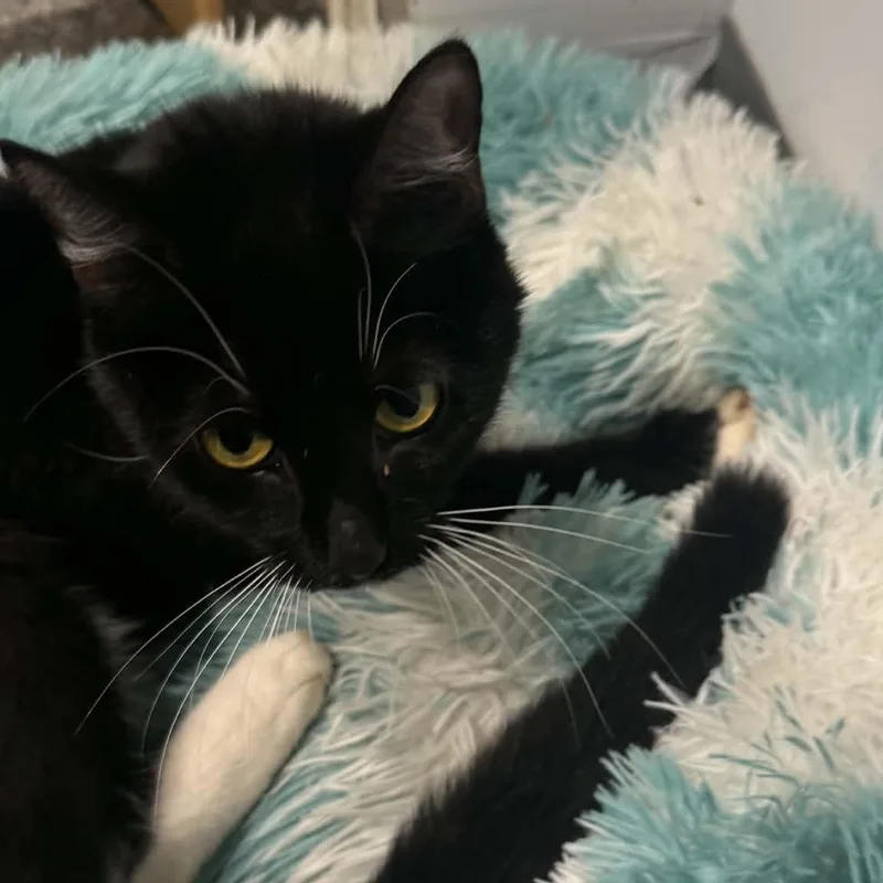 Whiskers thumbnail 3