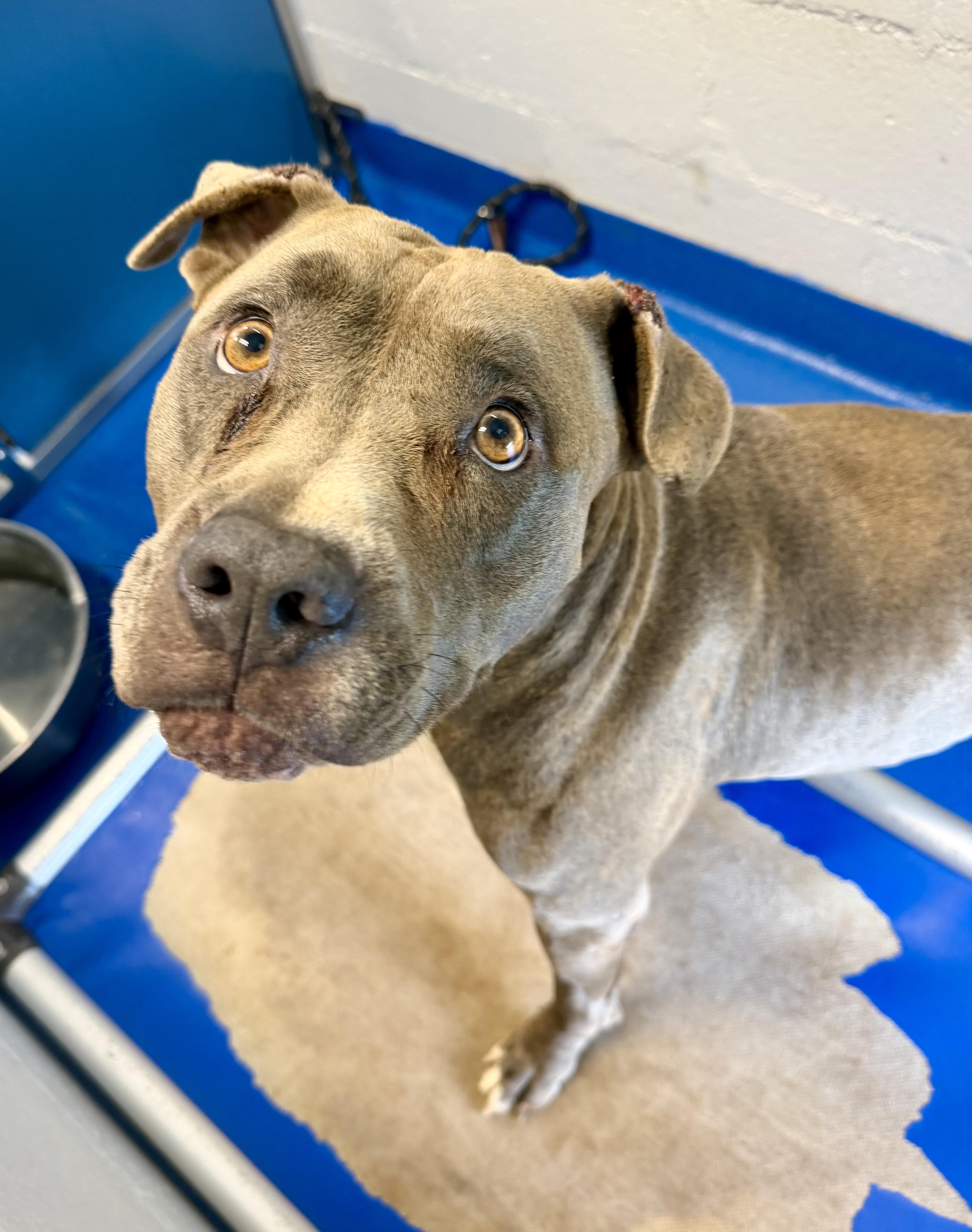 An adult large-sized male Brindle Terrier dog named Dean for adoption in Lancaster, SC