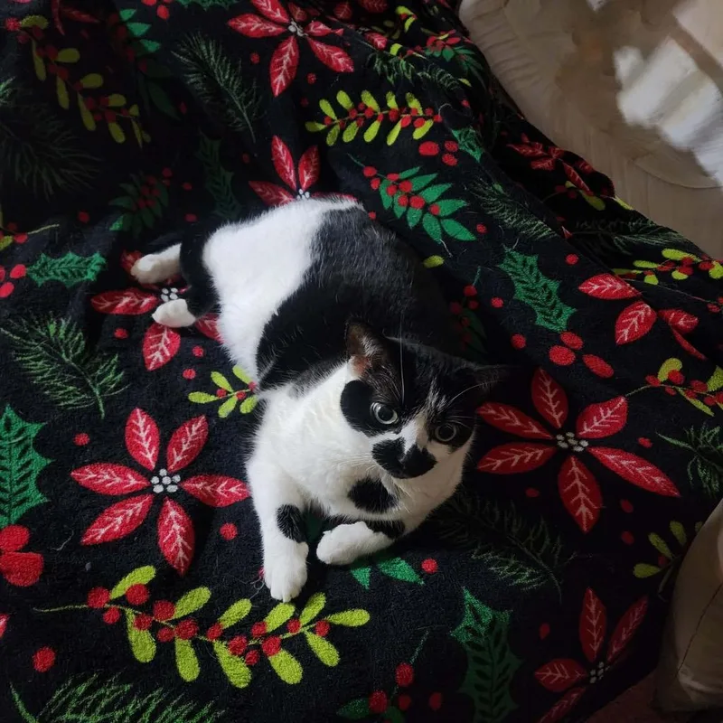 Cora Bell thumbnail 2