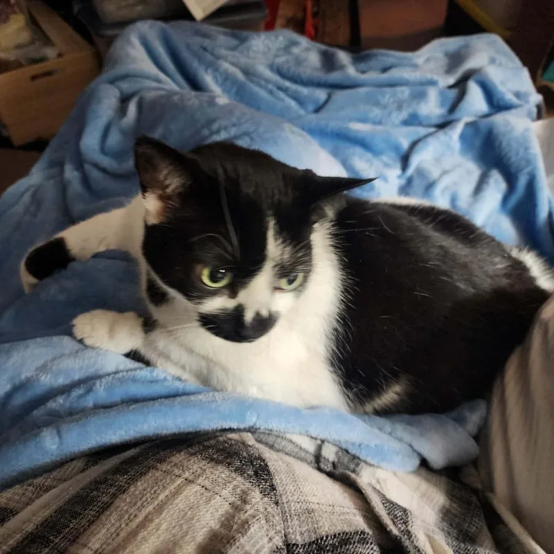 Cora Bell thumbnail 3