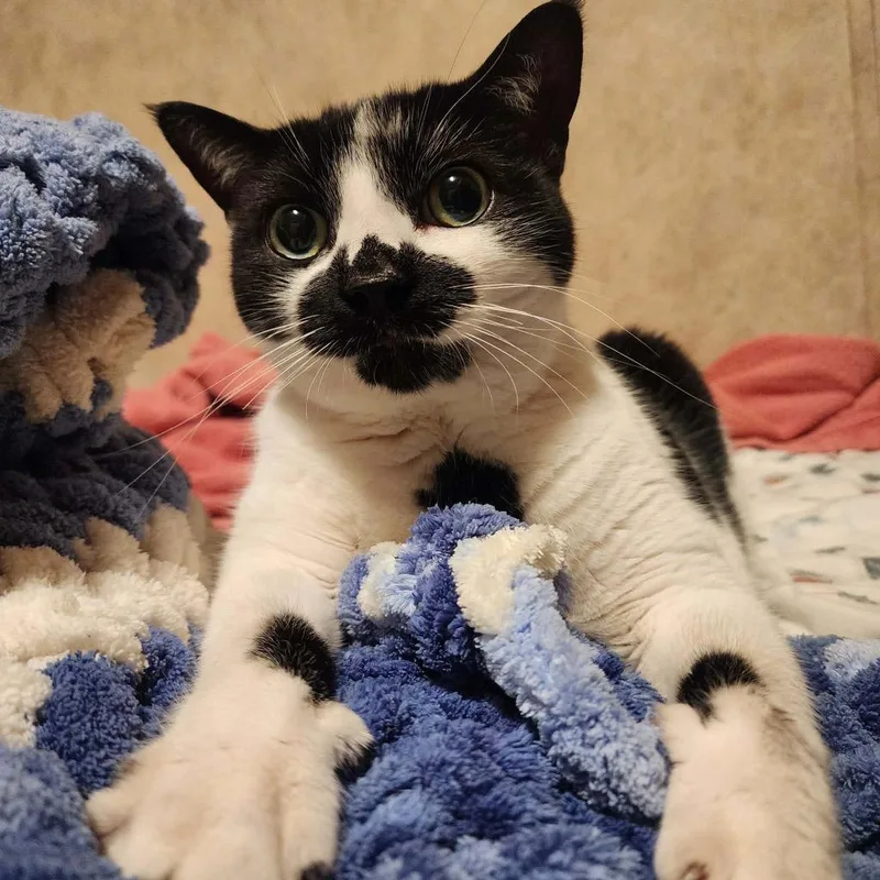 Cora Bell thumbnail 4