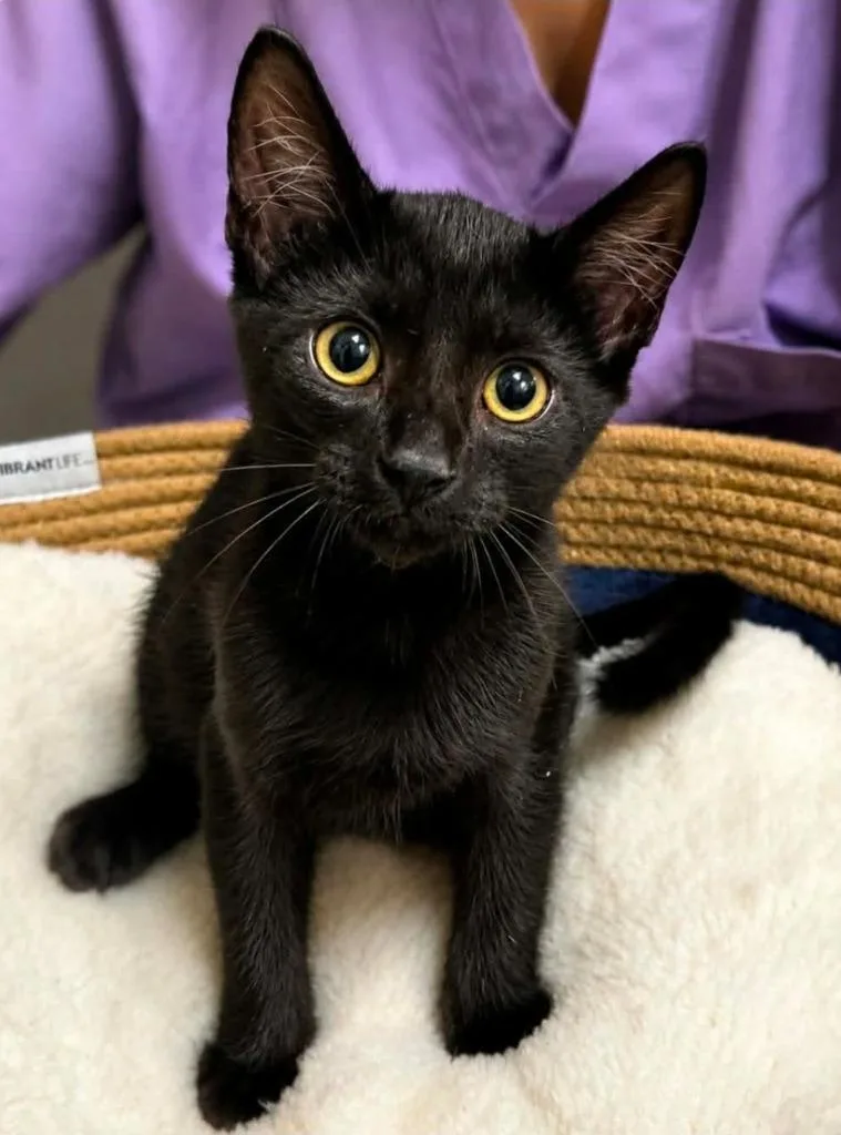A baby medium-sized male Domestic Short Hair cat named Oatmeal Cream Pie for adoption in El Dorado, AR