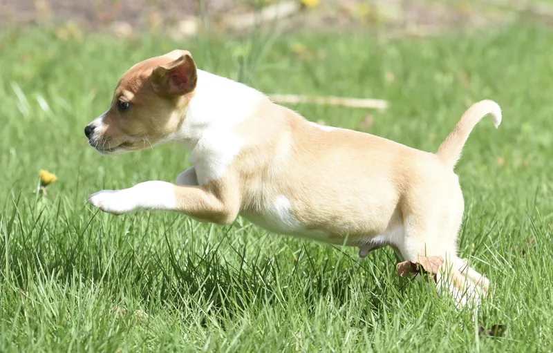 A baby small-sized male Chihuahua dog named Caleb for adoption in Mechanicsburg, PA