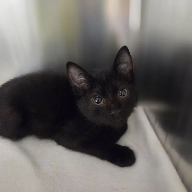 A baby small-sized female Black Domestic Short Hair cat named Bell Pepper for adoption in Incline Village, NV