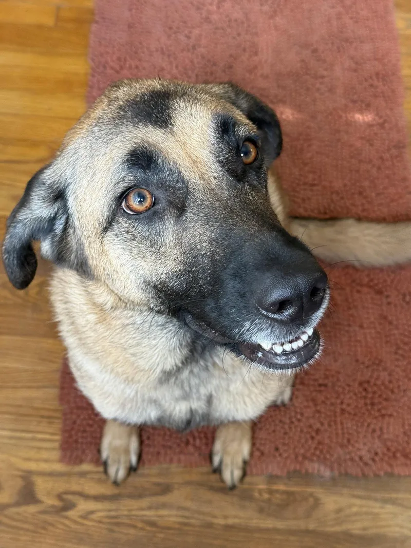 A young medium-sized female Anatolian Shepherd dog named Zz Maggie for adoption in Utica, MI