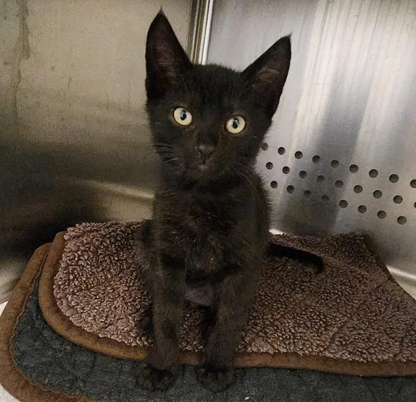 A baby small-sized male Domestic Short Hair cat named Slate for adoption in Dublin, CA
