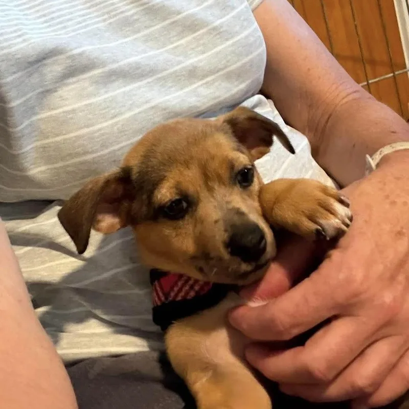 A baby small-sized female Apricot / Beige Chihuahua dog named Lucy for adoption in Verona, NJ