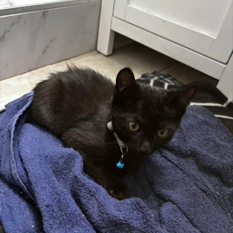 A baby small-sized male Black Domestic Short Hair cat named Baby Blue for adoption in Westminster, CA