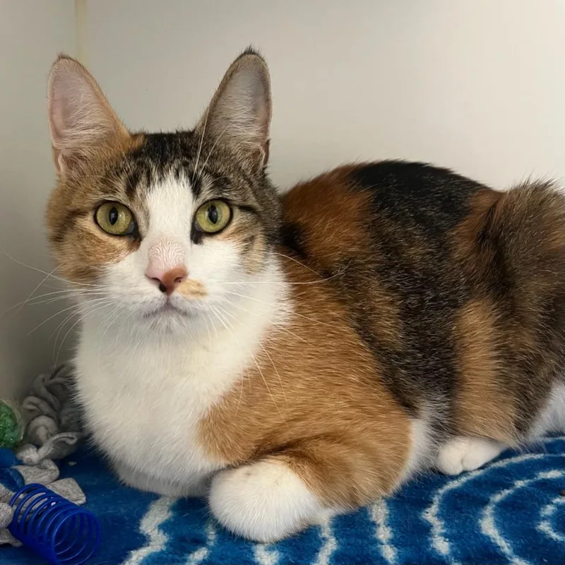 An adult medium-sized female Calico Domestic Short Hair cat named Cabana for adoption in Pontiac, MI
