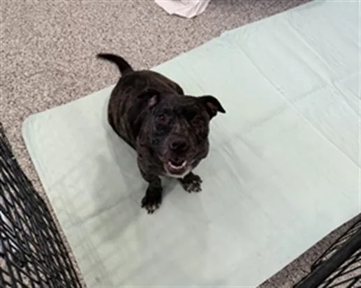 A young medium-sized female Pit Bull Terrier dog named Ellie for adoption in Redlands, CA