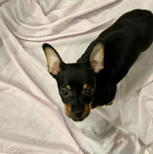 A baby small-sized female Bicolor Chihuahua dog named Brownie for adoption in Winter Haven, FL