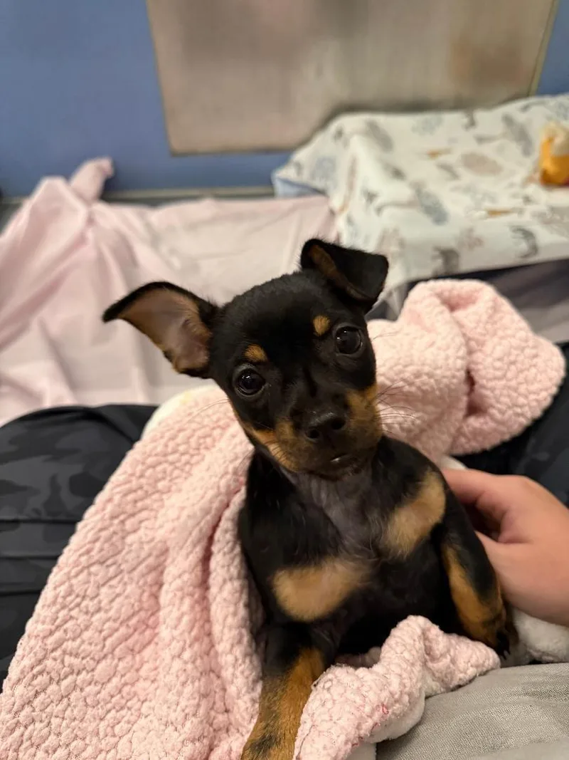 Brownie thumbnail 2