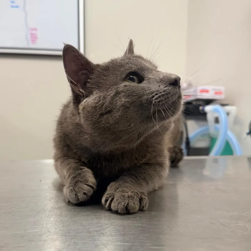 An adult large-sized male Gray / Blue / Silver Domestic Short Hair cat named Earl for adoption in Great Falls, MT