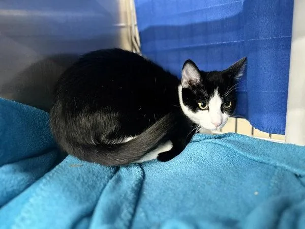 A young small-sized male Domestic Short Hair cat named Rocking Out for adoption in Sherwood, OR