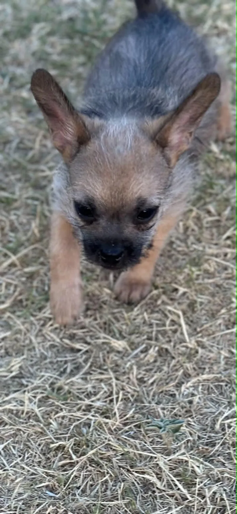 A baby small-sized female Apricot / Beige French Bulldog dog named Julia for adoption in Mesa, AZ