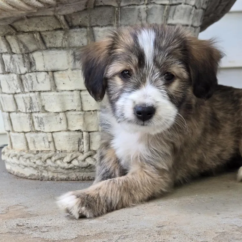 A baby small-sized male Brown / Chocolate Terrier dog named Sammy for adoption in Shelby, NC