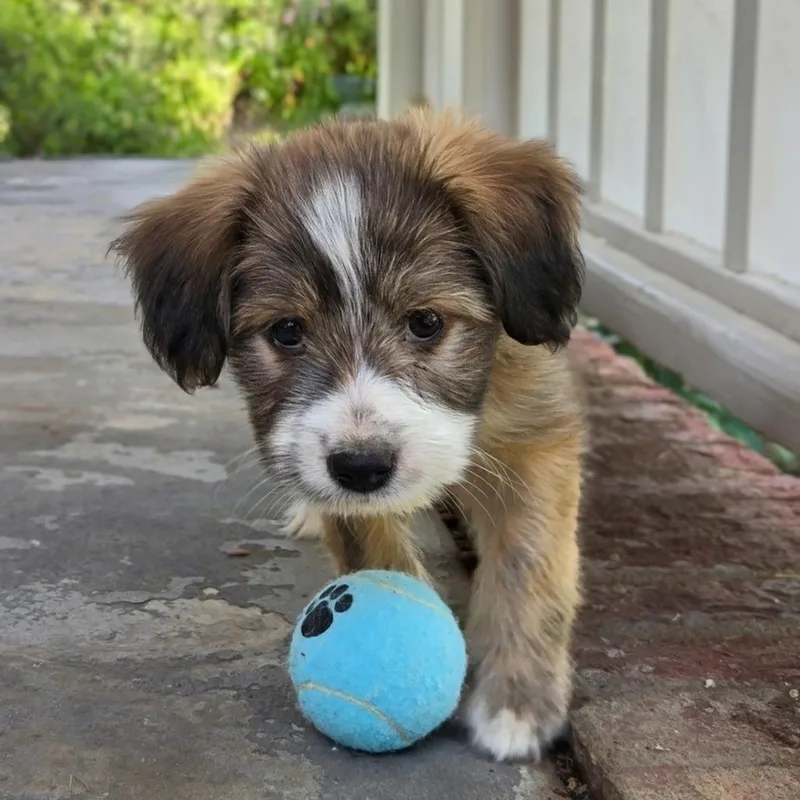 Sammy thumbnail 6