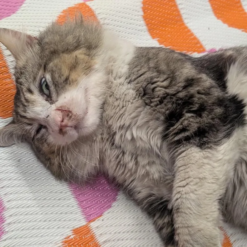 An adult small-sized male Brown / Chocolate Domestic Long Hair cat named Mr. Ham for adoption in Long Beach, CA