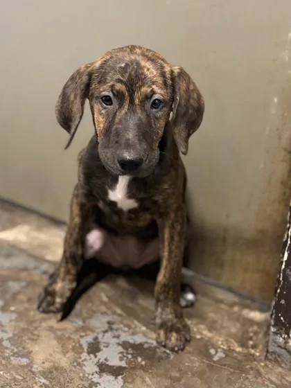 A baby medium-sized female German Shepherd Dog dog named Ms. Scarlett for adoption in Red Bluff, CA