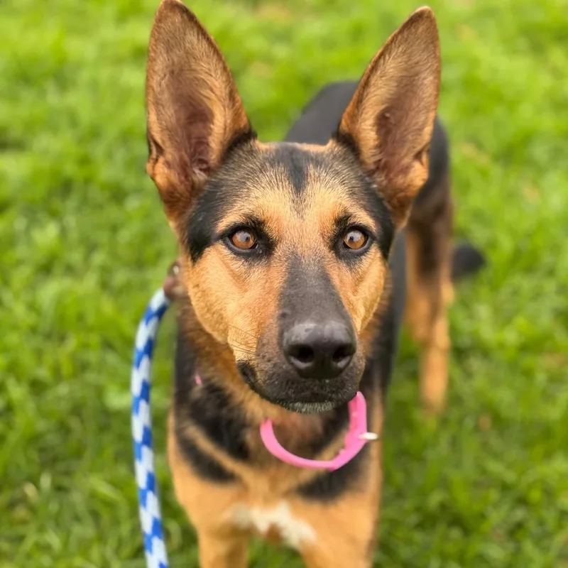 An adult medium-sized female Black Shepherd dog named Jillian for adoption in Santa Barbara, CA