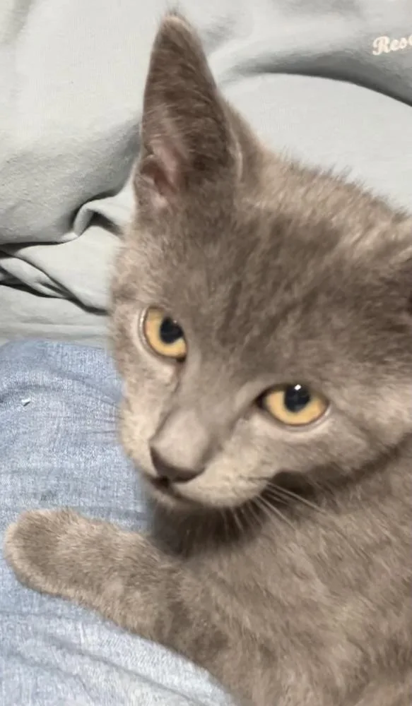 A baby medium-sized female Gray / Blue / Silver Domestic Short Hair cat named Ally for adoption in Franklin, WV