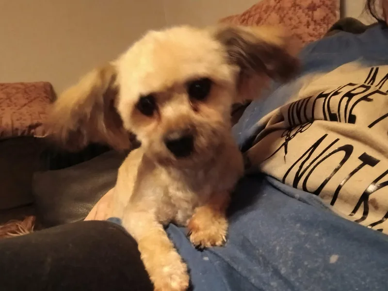 An adult small-sized female Yellow / Tan / Blond / Fawn Yorkie Poo dog named Hazel for adoption in Vernon, CT