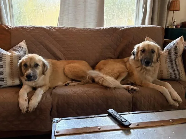 Sage and Sable