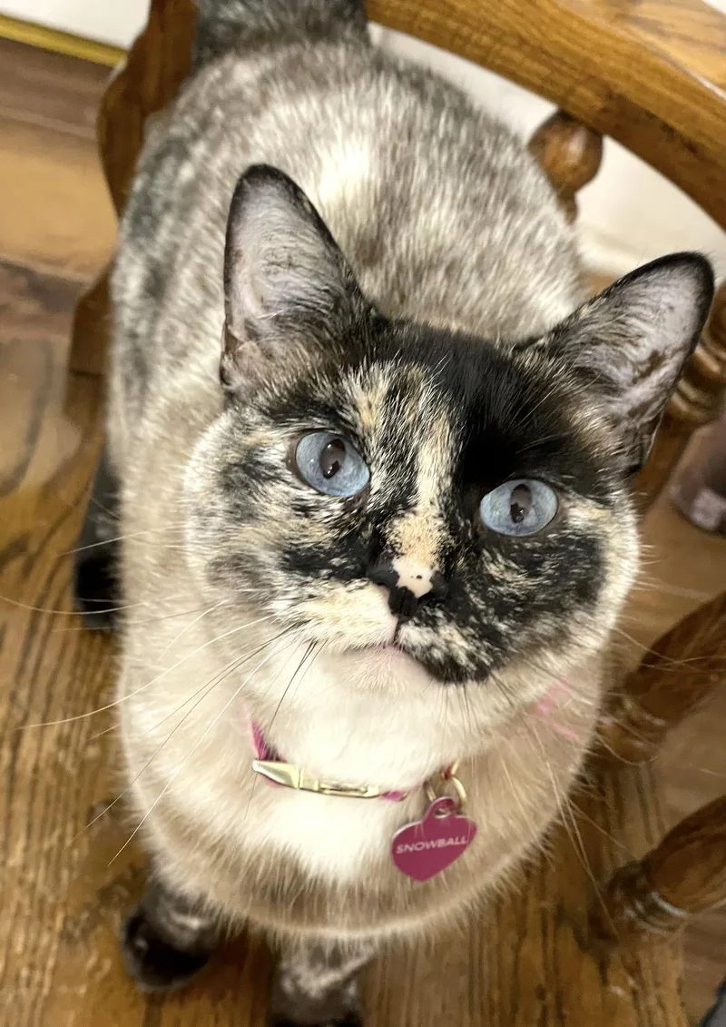 An adult large-sized female Tortoiseshell cat named Snowball for adoption in Inez, TX