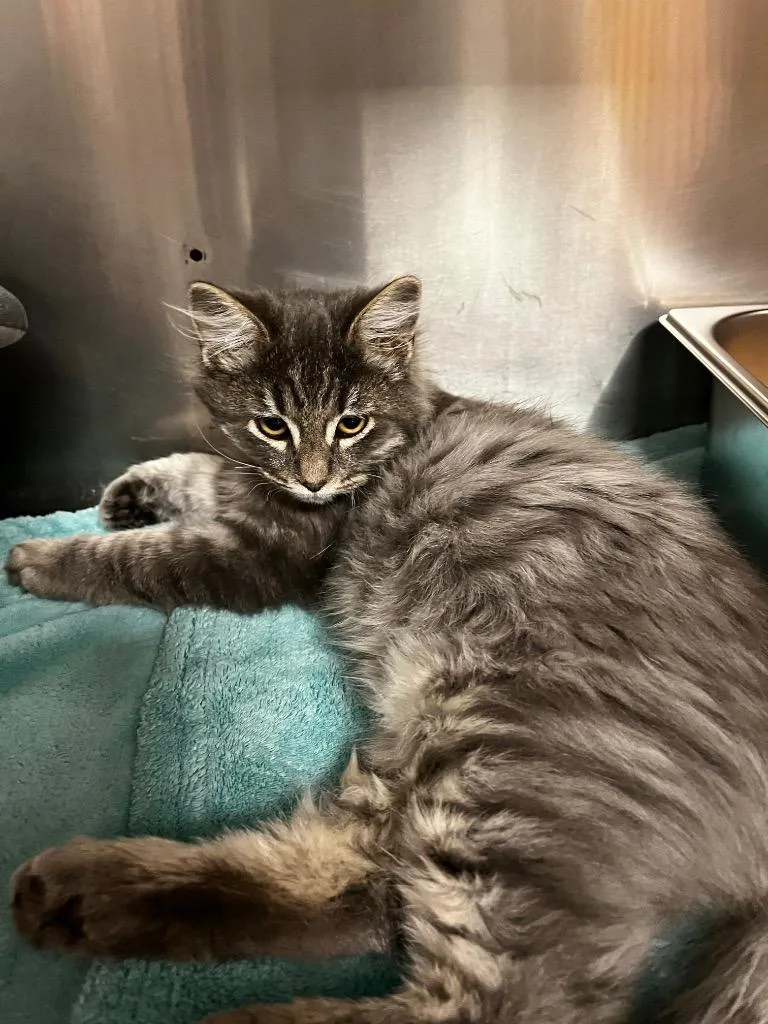 A baby medium-sized male Domestic Medium Hair cat named Twizzler for adoption in Logan, UT
