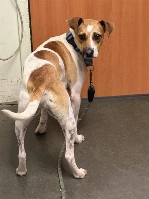 A young small-sized male Terrier dog named Toby for adoption in Santa Cruz, CA