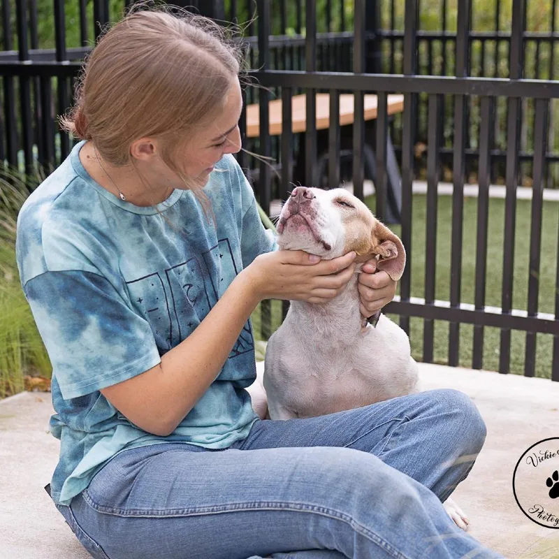 An adult medium-sized female White / Cream Pit Bull Terrier dog named Marina for adoption in Abilene, TX