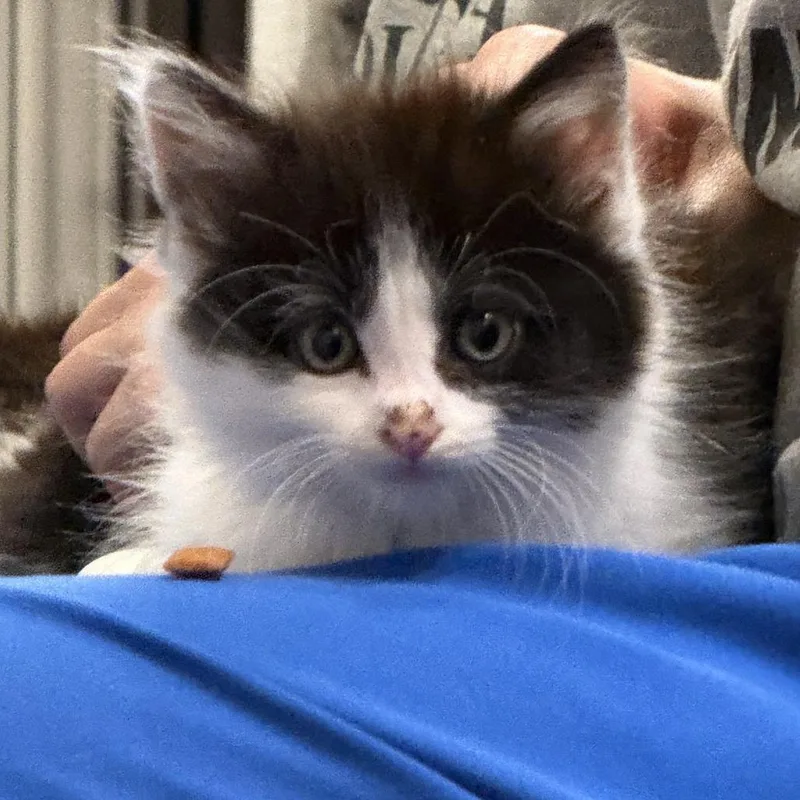 A baby small-sized female Black Domestic Short Hair cat named Chili Pepper for adoption in Austin, TX