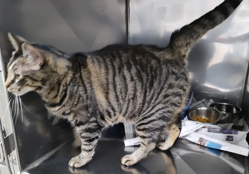An adult large-sized female Tabby cat named Cee Cee for adoption in Claremore, OK