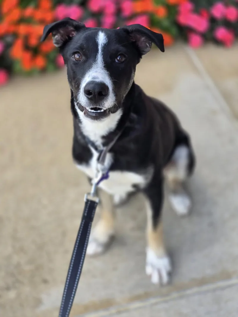 Corn Chowder thumbnail 2