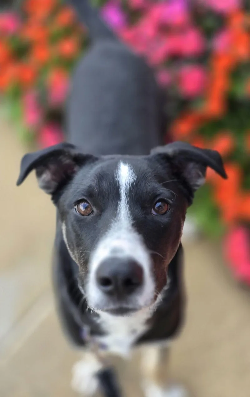 Corn Chowder thumbnail 3