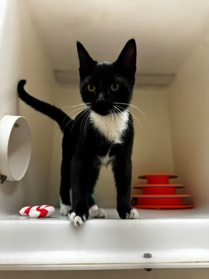 A young small-sized male Domestic Short Hair cat named Sable for adoption in Kalispell, MT