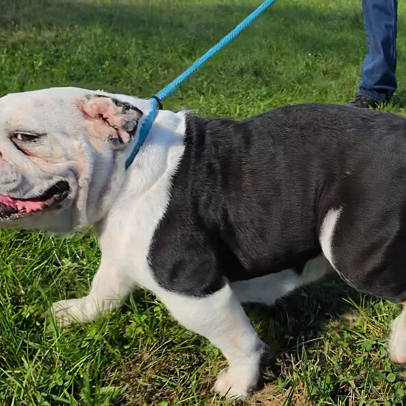 An adult medium-sized female English Bulldog dog named Kruella for adoption in LaGrange, IN