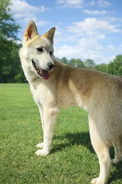 A young medium-sized female Siberian Husky dog named Mango for adoption in Charlotte, NC